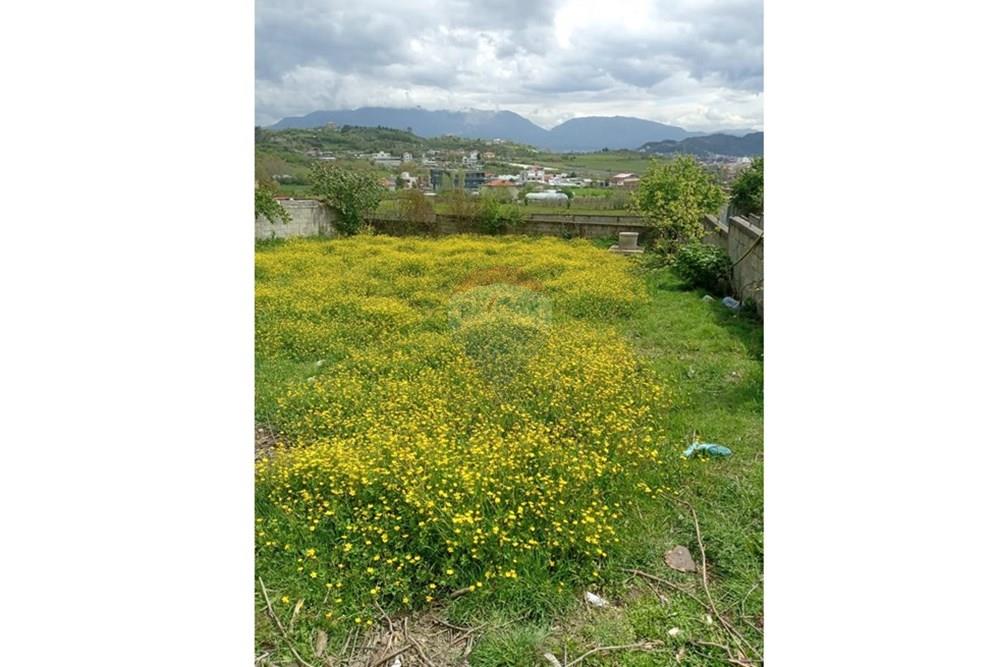 Prush, Tirana