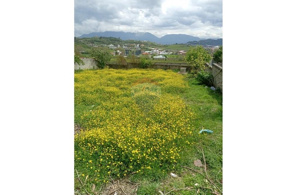 Prush, Tirana