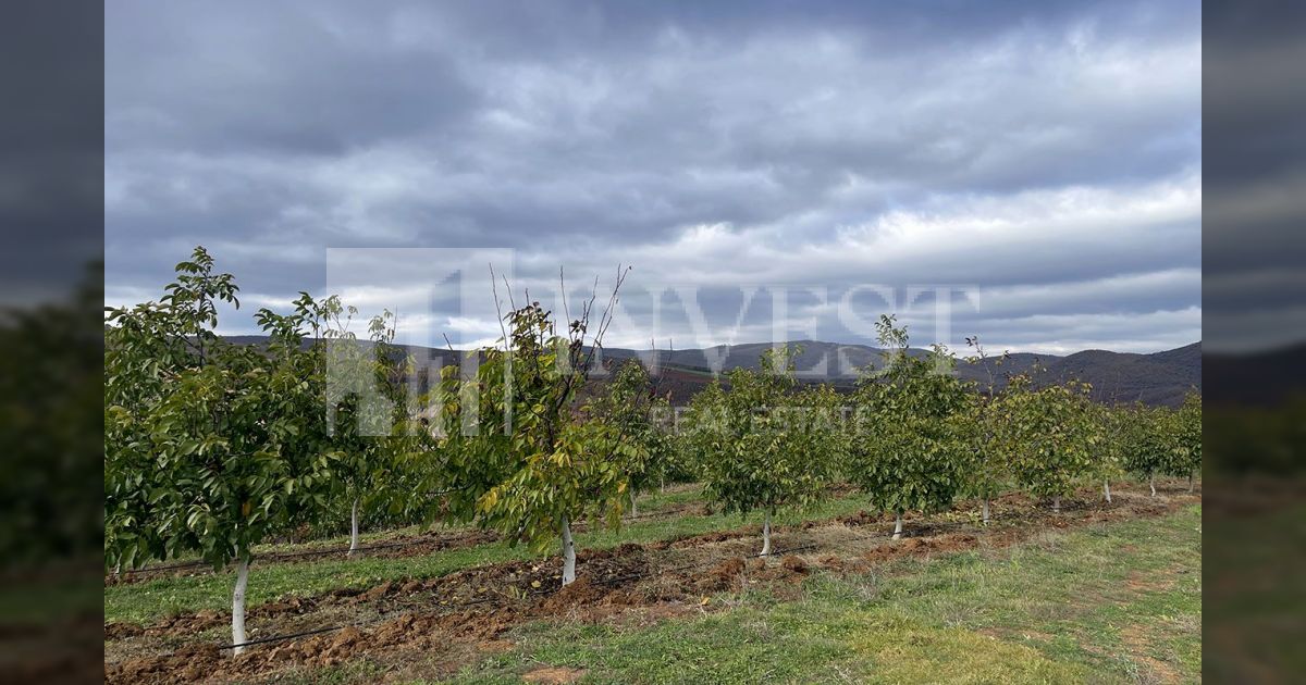 Gumnishtë, 10 ha land planted with 2100 walnut trees, year 10 | invest real estate