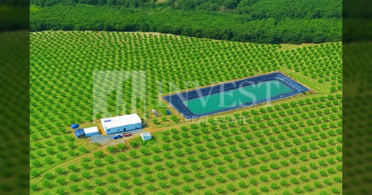 Kamenicë, 5 ha de terrain cultivé avec 1350 arbres d'amandier, année 10 | invest real estate