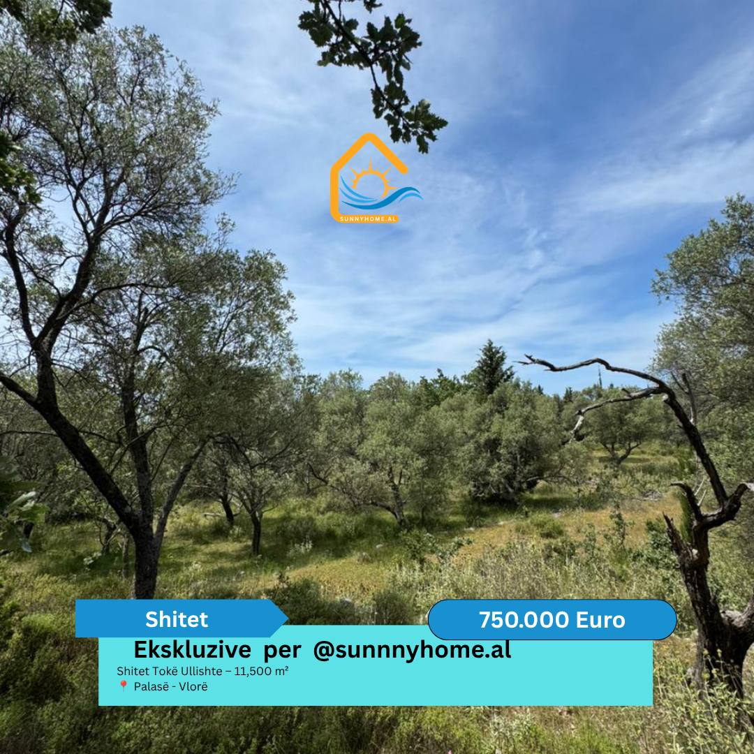 ‼️ ekskluzive ne vlore per sunnyhome.al ‼️ shitet tokë ullishte – 11,500 m² palasë – Vlorë cmimi: 750.000 euro