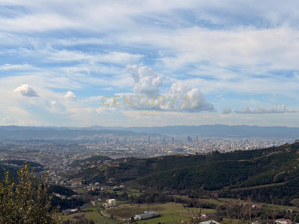 Toke per shitje buze rruges se arbrit ! (4)