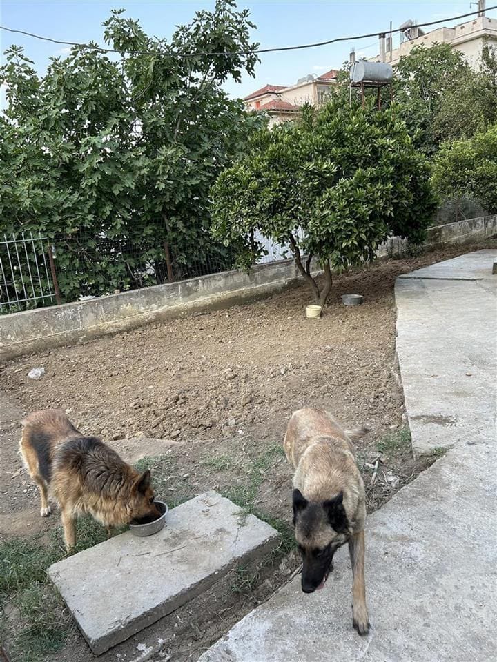Aluguel | villa 3 + 1 + 2 | vorë | €450/mês (7)