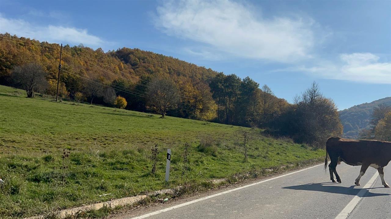 Shiten 40 ari tokë në keqekollë komuna e Prishtinës (3)
