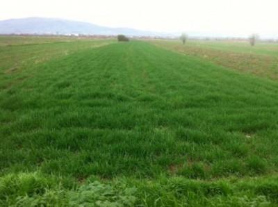 1 hektar und 14 ar land in batushë, straße nach dobrevë
