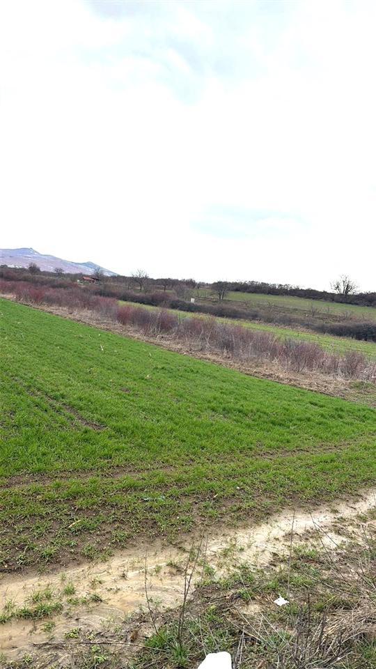 Shiten 30.30 ari truall afër rrugës llapnasellë-graqanicë (3)