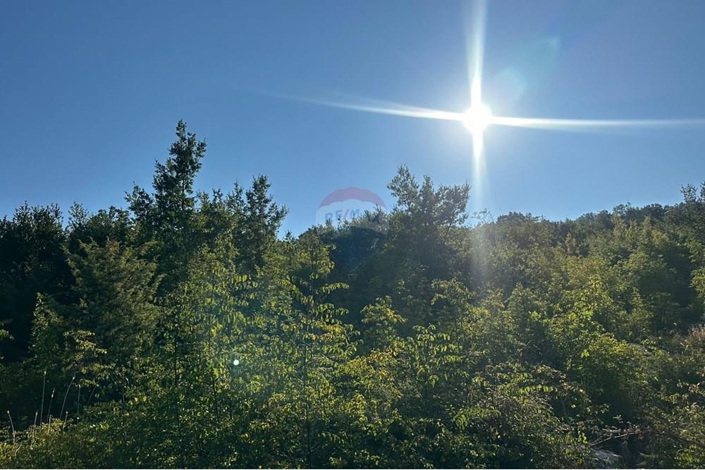Rana hedhun, Lezhë